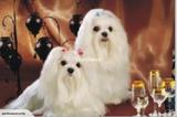 3D Lenticular Printing Moving Picture Wall Decor